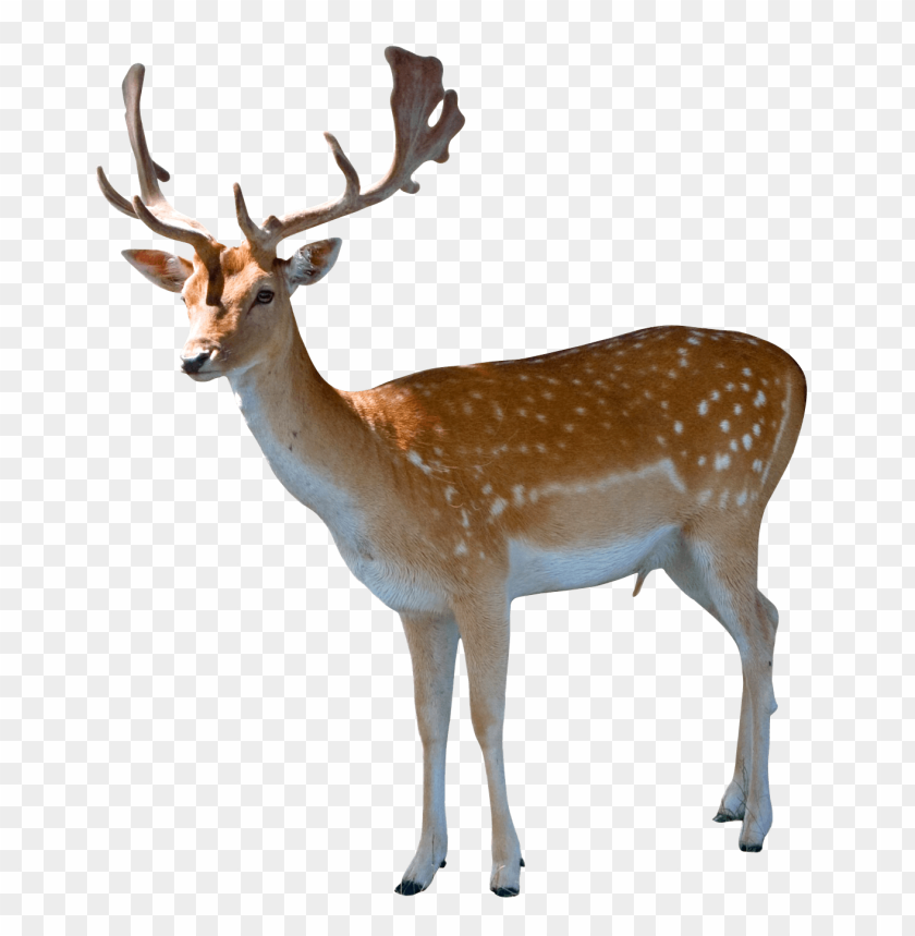 deer png images background - Image ID 5753