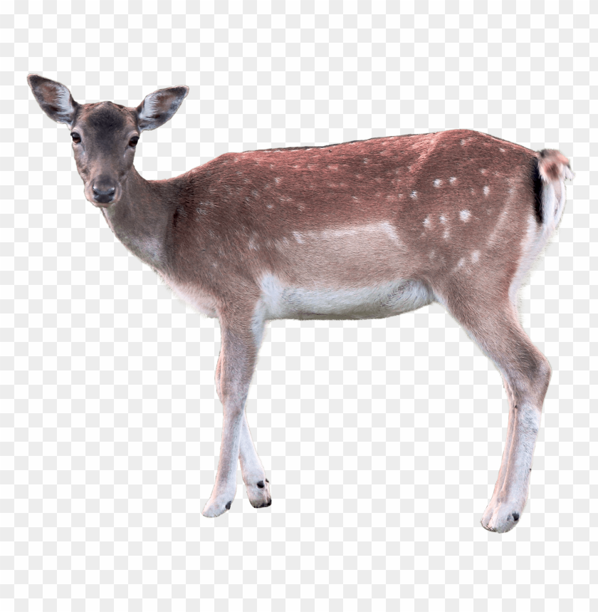 deer png images background - Image ID 5784