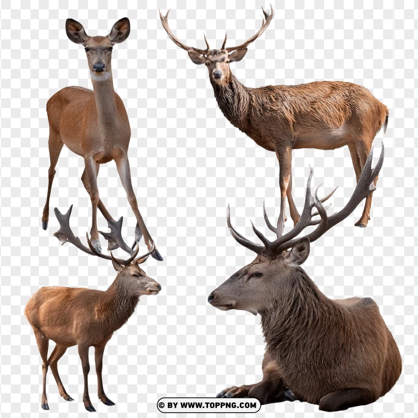 Deer In Different Natural Poses And Sizes PNG Transparent Background