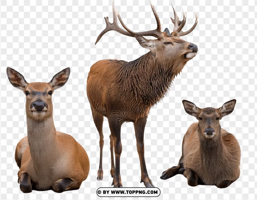 Two Deer Relaxing And Sitting Together PNG Transparent Background