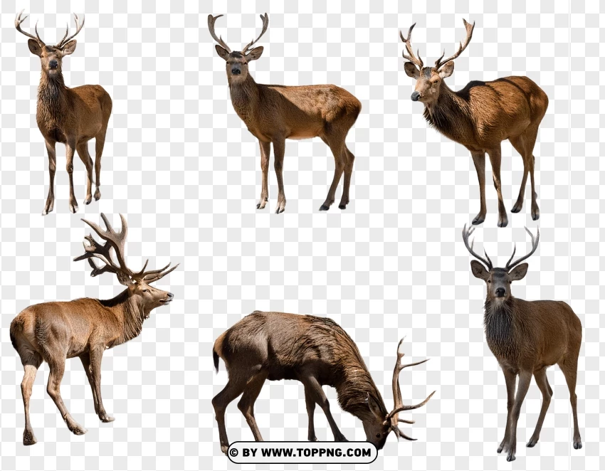 Multiple Deer In Various Wildlife Poses PNG Transparent Background