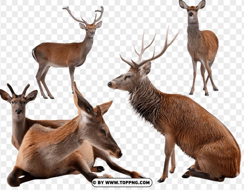 Set Of Deer Including Resting And Standing Poses PNG Transparent Background