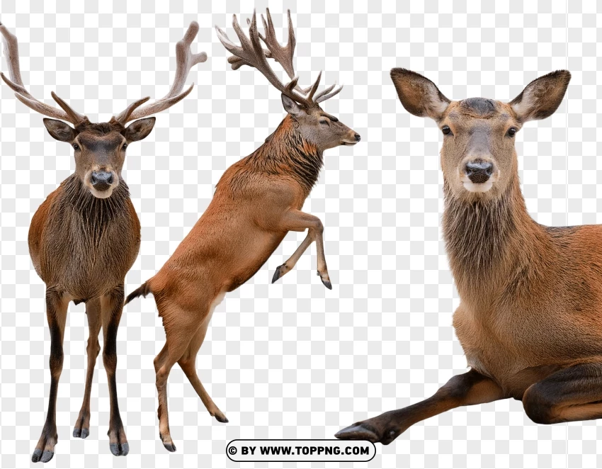 Pair Of Deer Standing Gracefully In Nature PNG Transparent Background