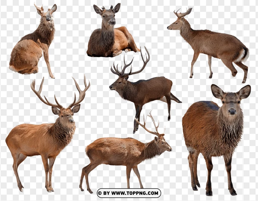 Set Of Deer In Natural Wildlife Poses PNG Transparent Background