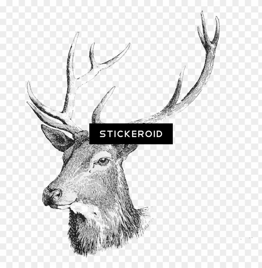 deer head, brain, animal, face, nature, hardware, wild