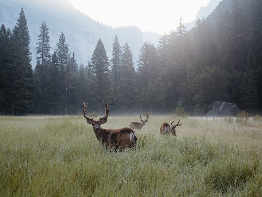 deer, lawn, forest, fog, mountains, wildlife