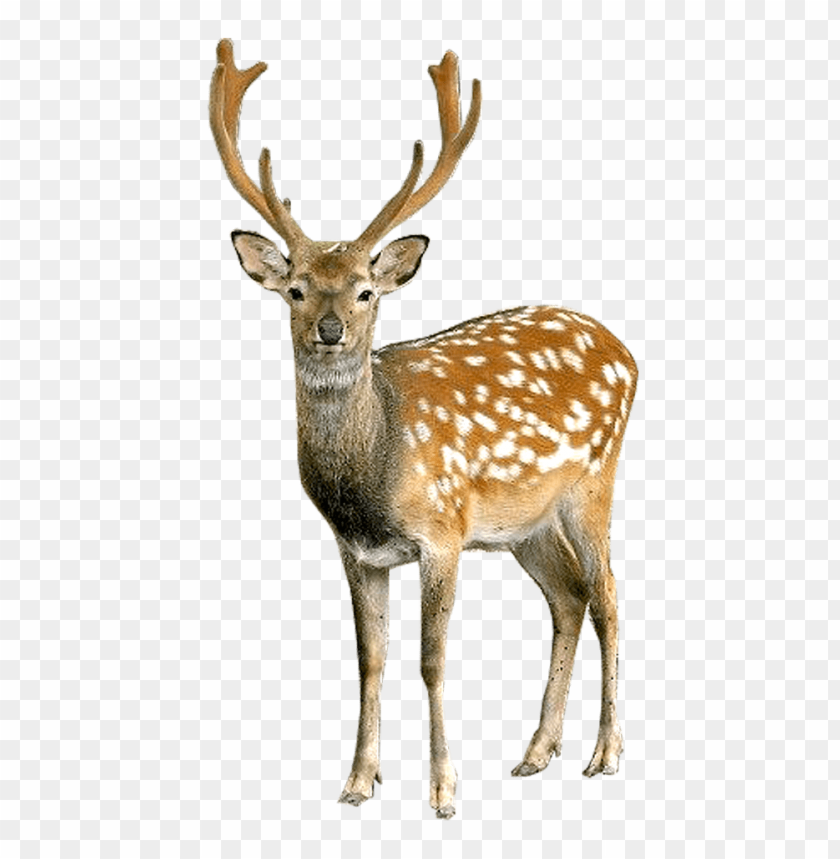 
deer
, 
animal
, 
brown
, 
male
, 
female
, 
majestic
, 
powerful
