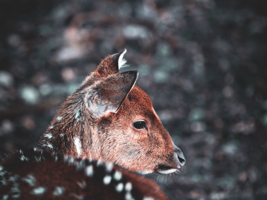 deer, muzzle, blur, wildlife