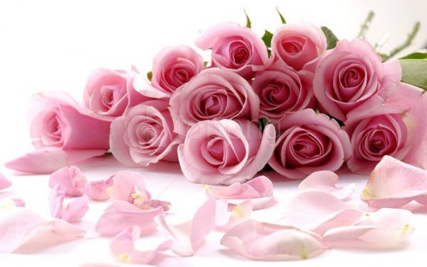 delicate beautiful light pink roses wallpaper background best stock photos  | TOPpng
