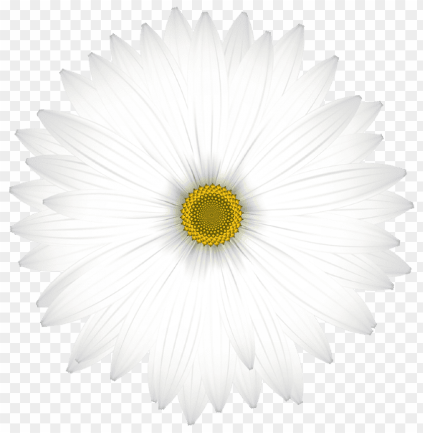 delicate white daisy transparent