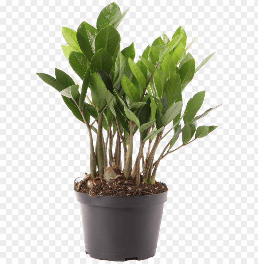 Delray Plants Zz Plant Easy Care Live House Plant Young Zamioculcas PNG Image With Transparent Background