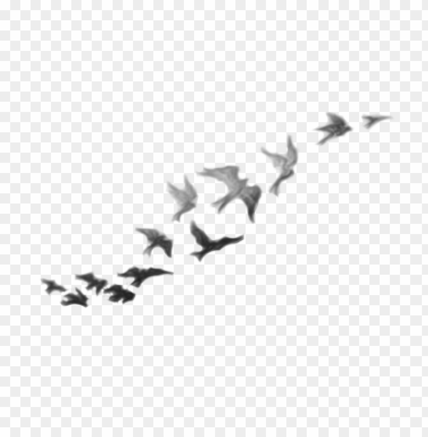 Demi Lovato Birds Tattoo Black PNG Image With Transparent Background
