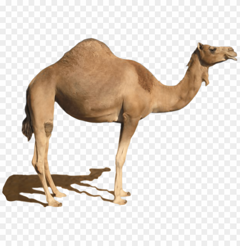 
camel
, 
desert
, 
desert animal
, 
sand
, 
sand animal
, 
cusp
, 
cusp animal
