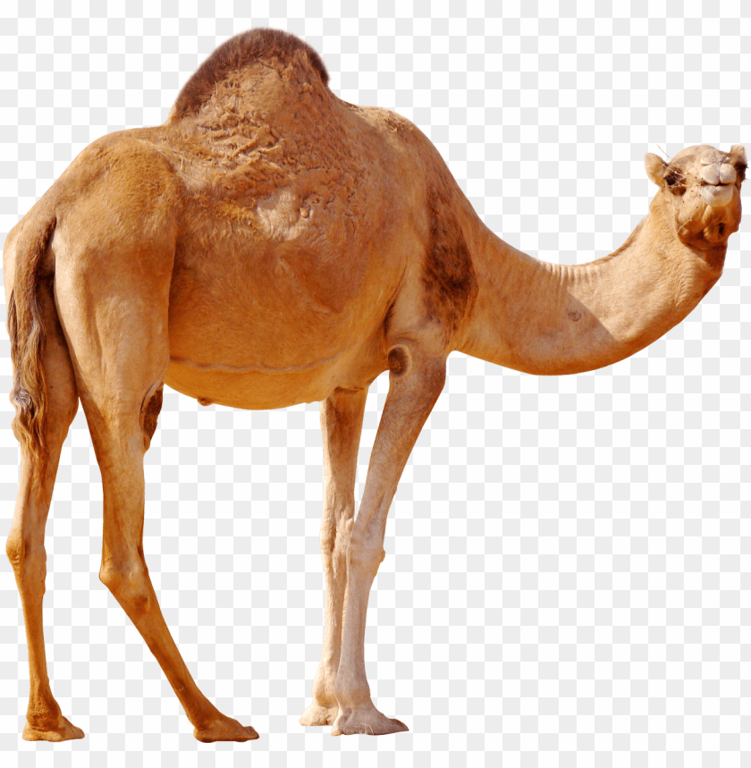 desert camel standing png images background - Image ID 9619