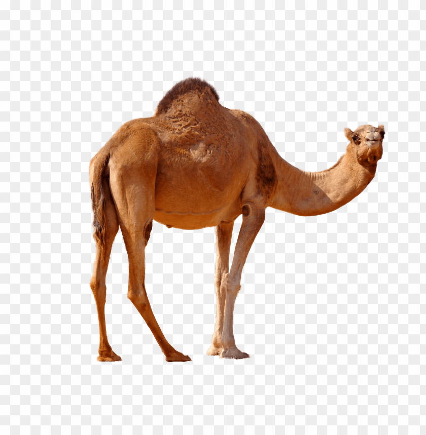 desert camel standing png images background - Image ID 9630