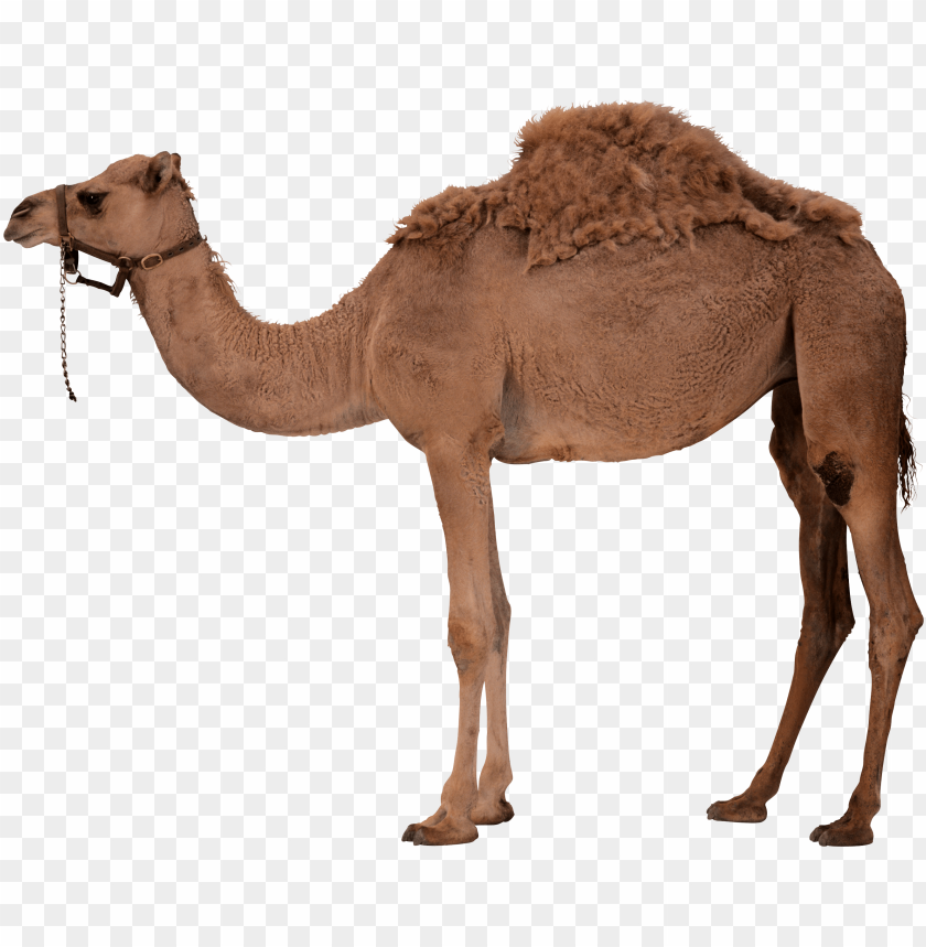 desert camel standing png images background - Image ID 9634