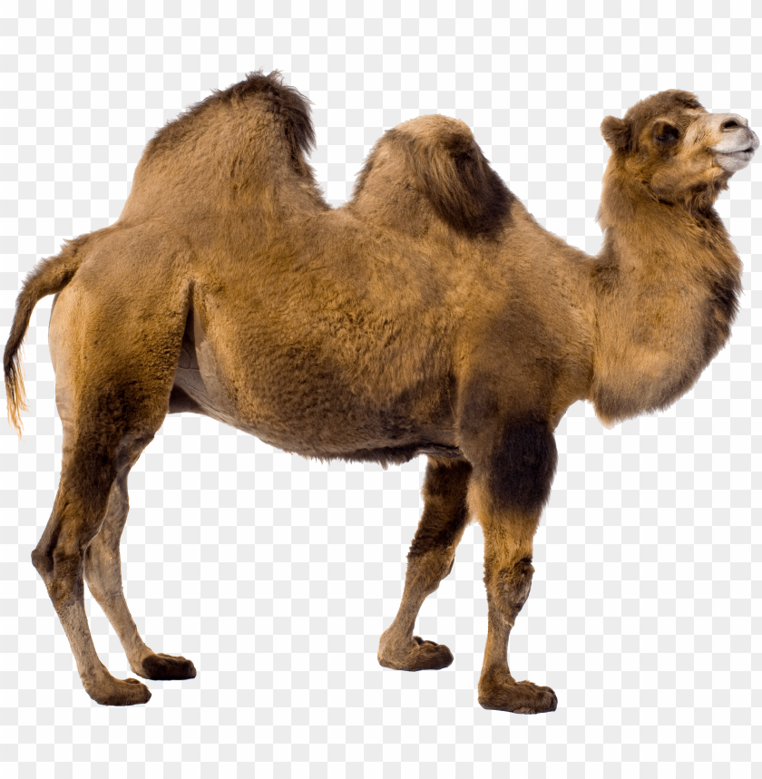 desert camel standing png images background - Image ID 10058