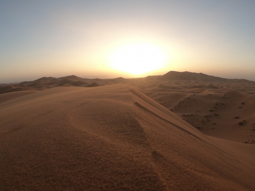 desert, dunes, sand, sunset, wildlife