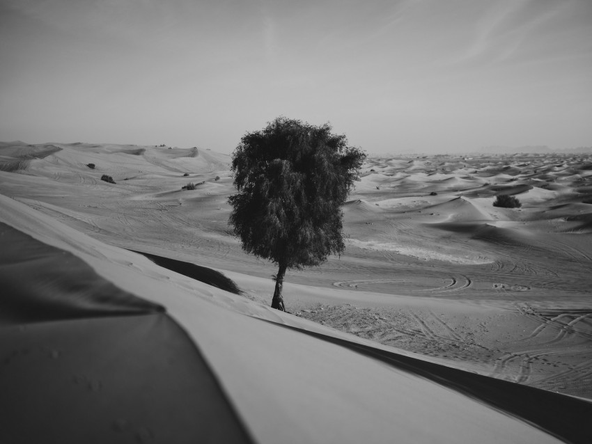 desert, tree, dunes, sand, lonely, bw