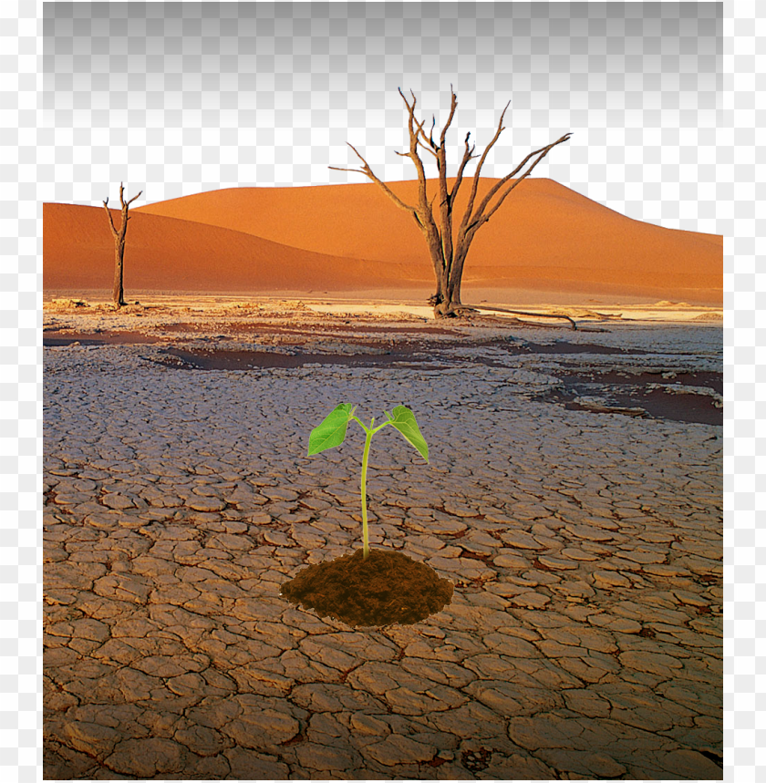desertification day PNG transparent with Clear Background ID 162497