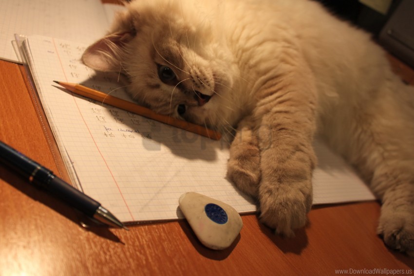 free PNG desk, down, eraser, fluffy, kitty, paper, pen wallpaper background best stock photos PNG images transparent