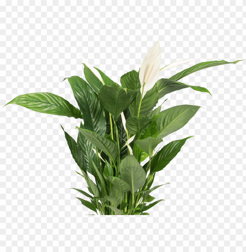 Desk Plant Png Clipart Royalty Free Download Bird Of Paradise
