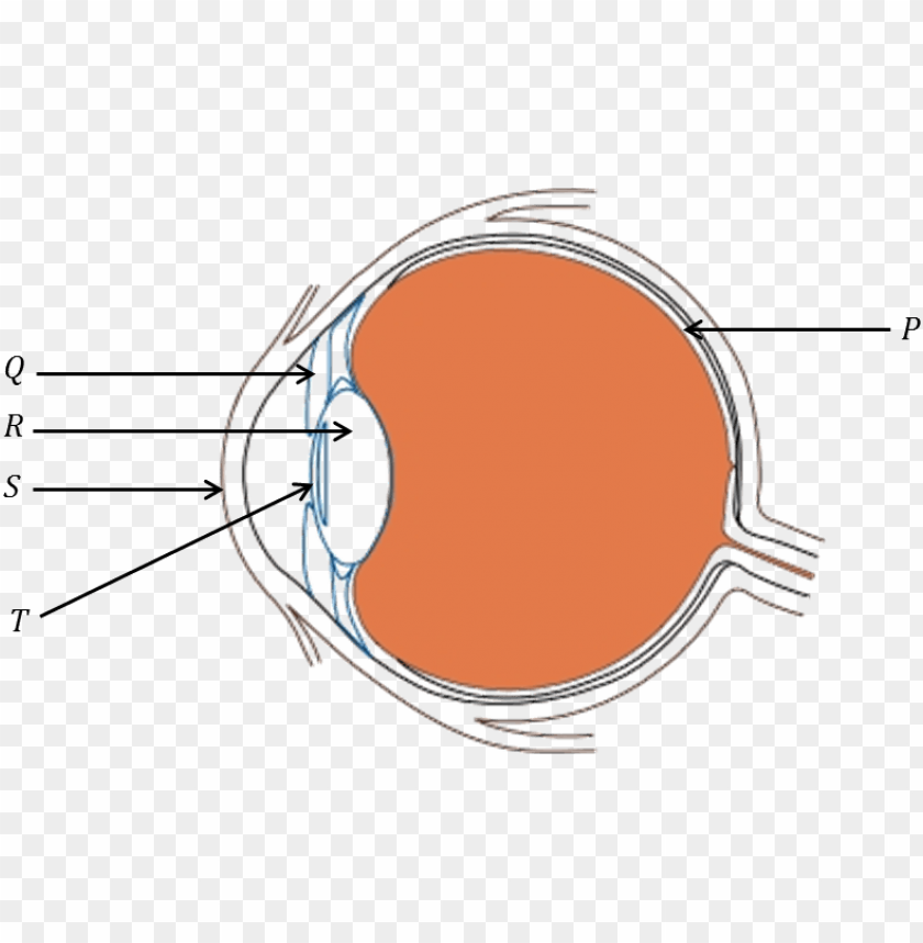 diagram of the eye without labels