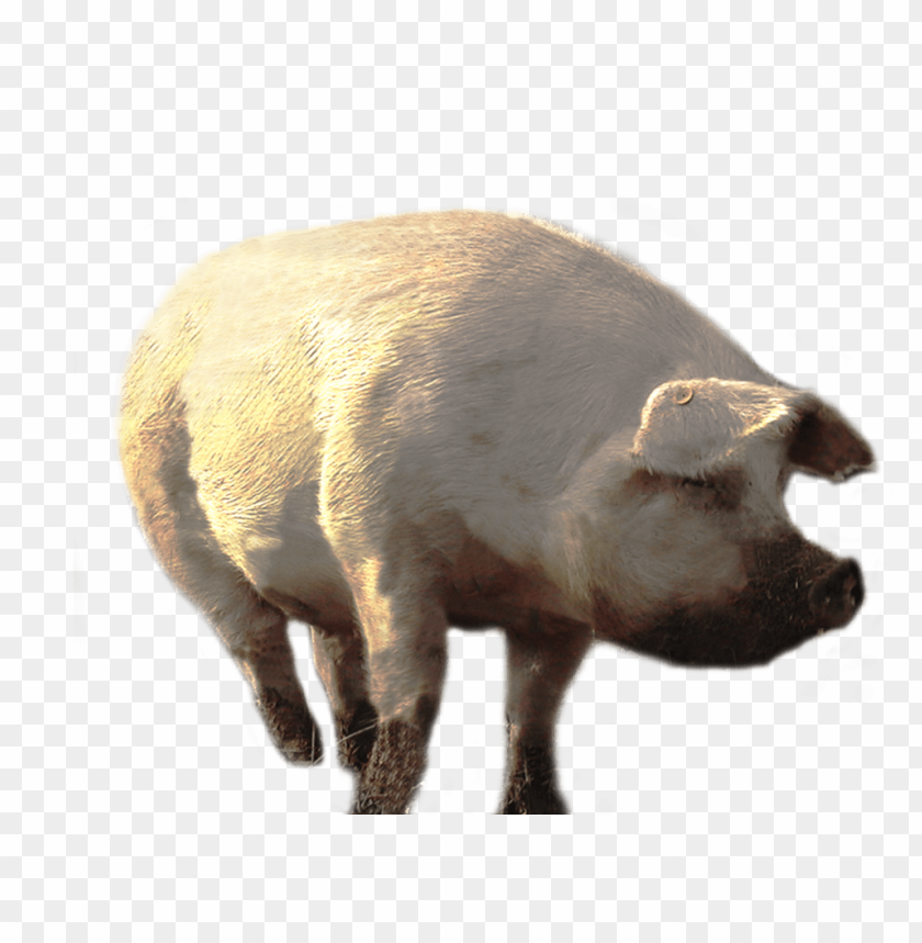 
pig
, 
animal
, 
dirty
, 
pink
, 
friendly
, 
meat
, 
food
