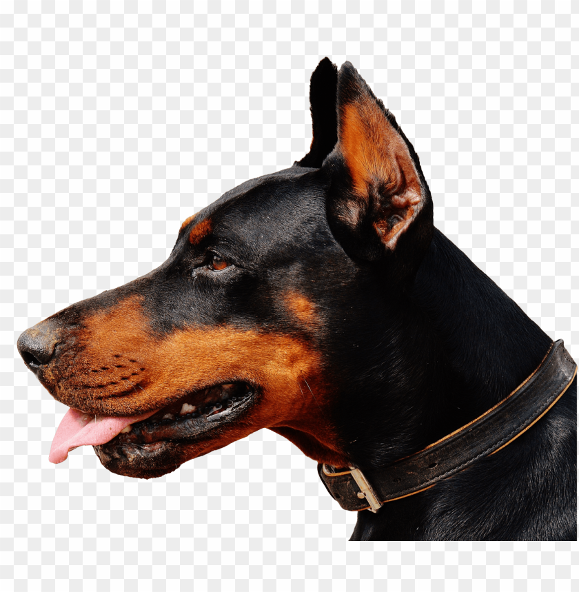 Doberman Dog Head Graphic by Barra Zain · Creative Fabrica