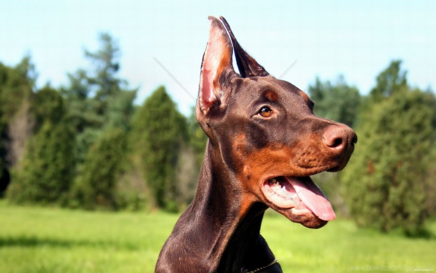 doberman, dog, face, tongue wallpaper background best stock photos | TOPpng