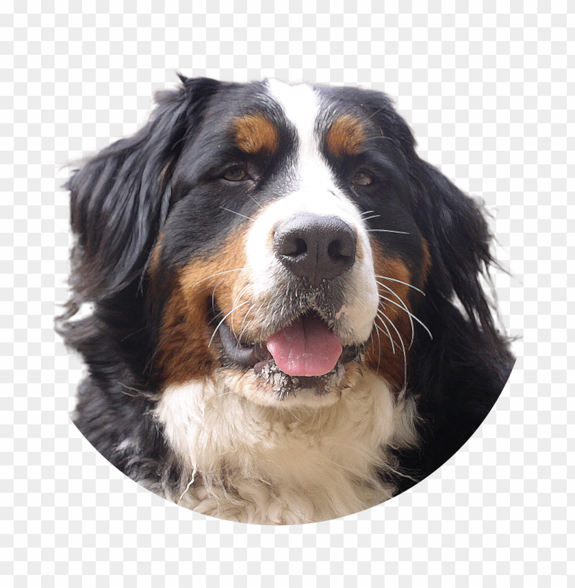 Close-up of a friendly Bernese Mountain Dog with a joyful expressio PNG