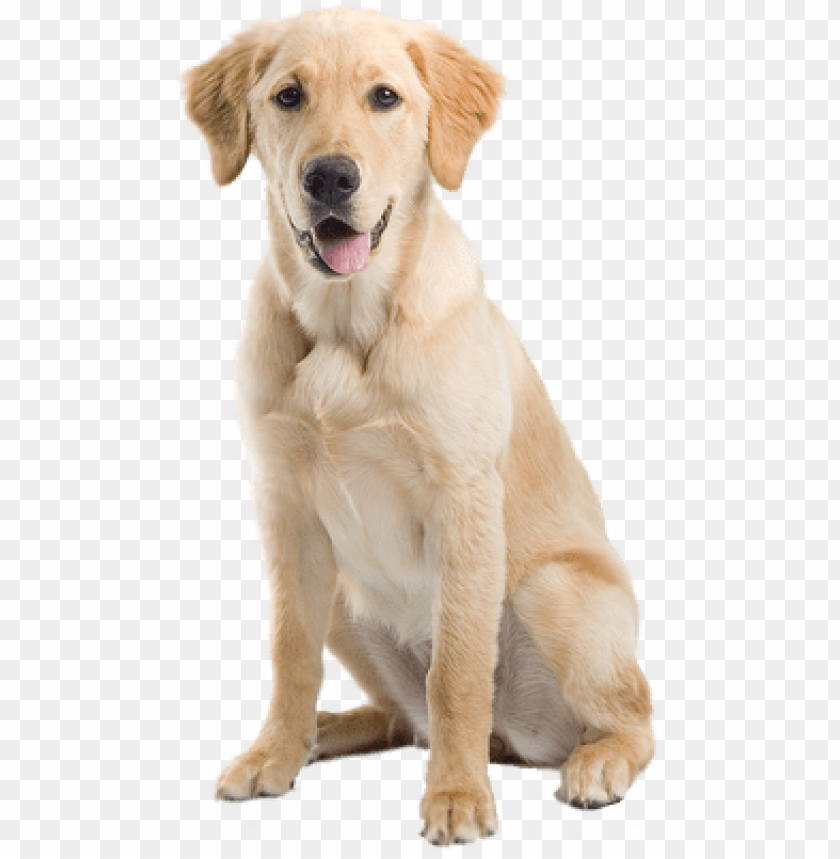 dog png,dog,dog transparent background,dog file png,dog 

clipart,dog png images,dog png clipart