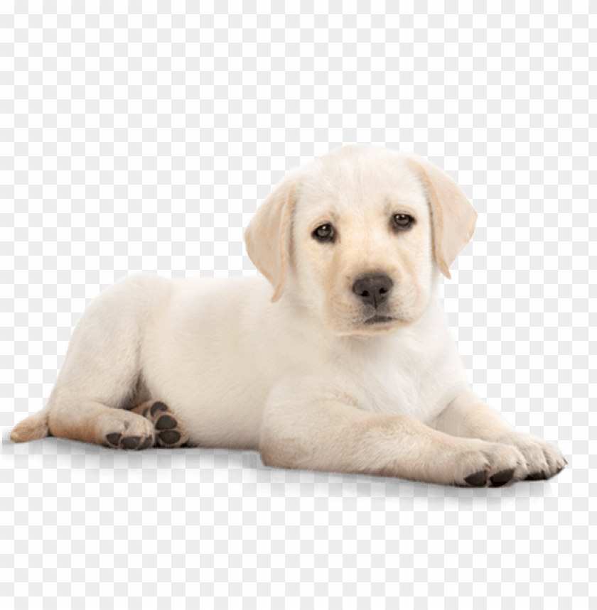 shoes clipart png of a dog
