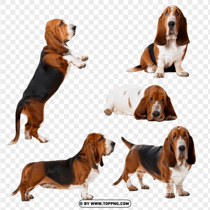 Basset Hound Dogs In Sitting And Standing Poses PNG Transparent Background