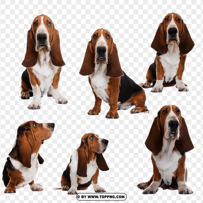 Basset Hound Group Sitting Together PNG Transparent Background