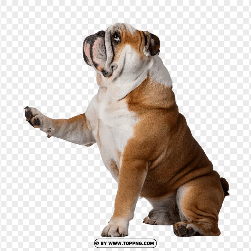 Bulldog Sitting With Raised Paw PNG Transparent Background