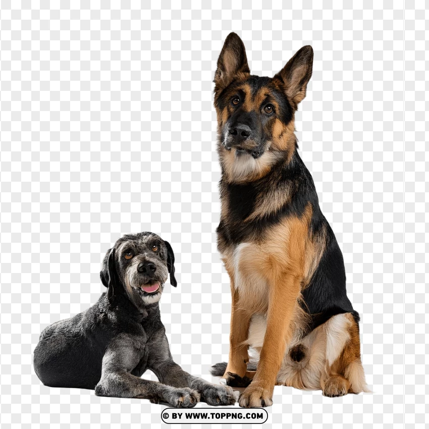 German Shepherd With Puppy Sitting PNG Transparent Background