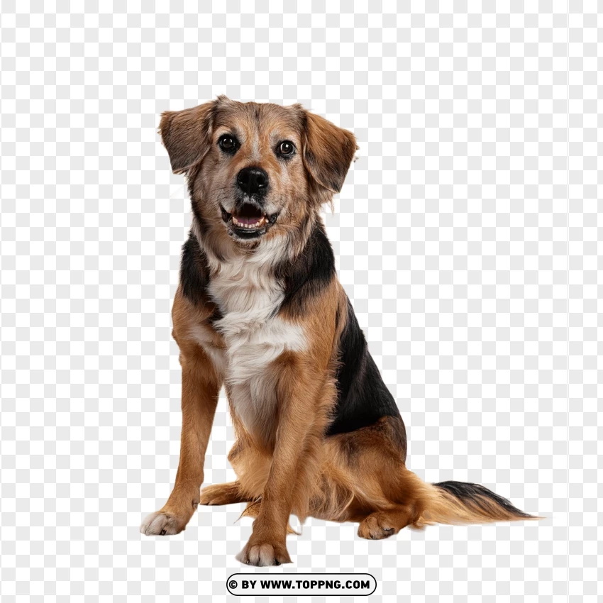 Mixed Breed Dog Standing Pose PNG Transparent Background