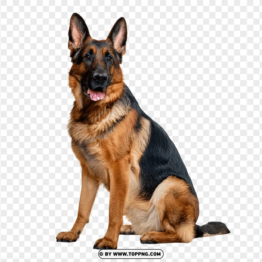 Single German Shepherd Dog PNG Transparent Background