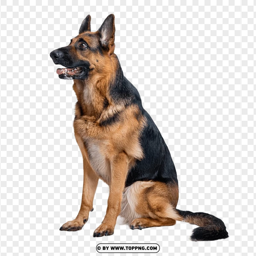 Sitting German Shepherd PNG Transparent Background