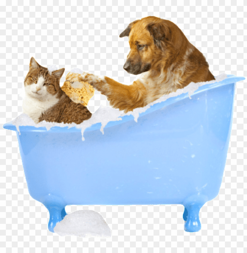 cat, isolated, kitty, ampersand, bath, repair, kitten