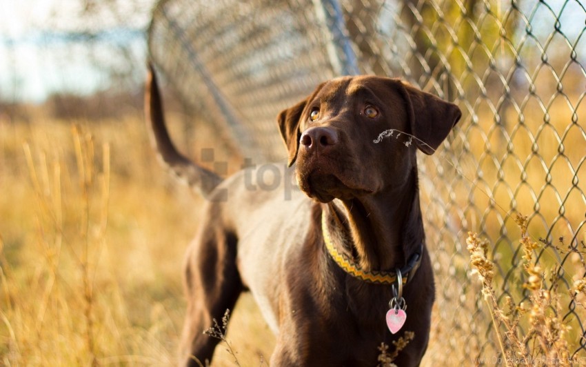 dog dog collar grass stack watch wallpaper background best stock photos - Image ID 160162
