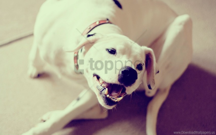 dog dog collar labrador playful puppy wallpaper background best stock photos - Image ID 157479