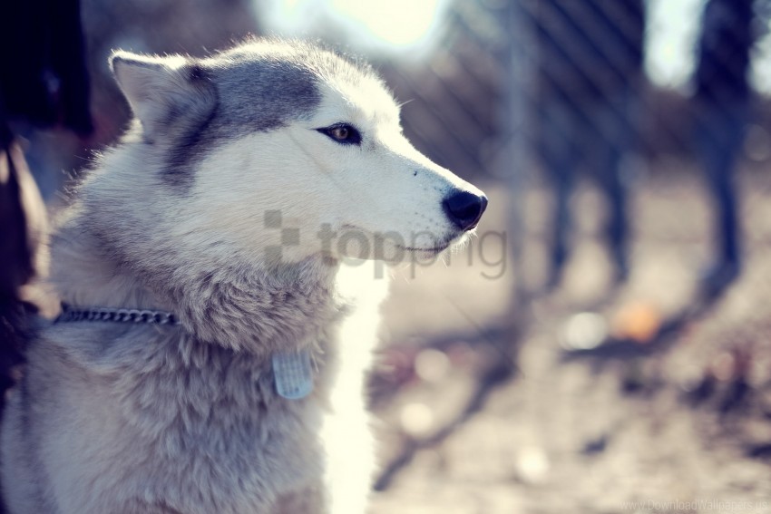 dog dog eyes face husky husky park wallpaper background best stock photos - Image ID 162167