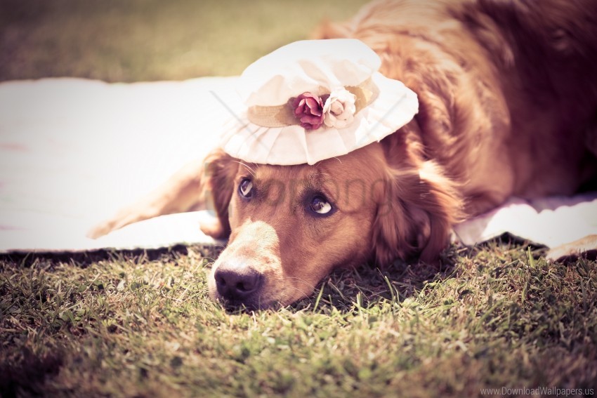 dog dog hat simpotichnaya summer wallpaper background best stock photos - Image ID 162225