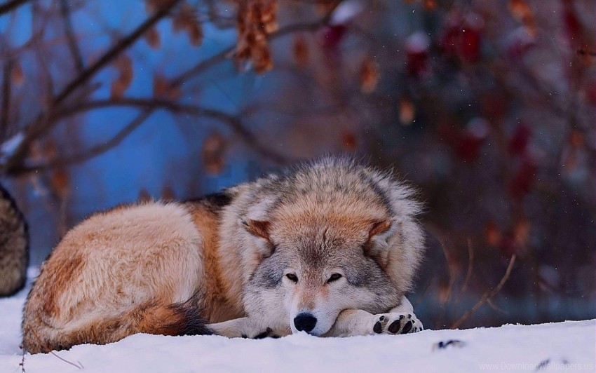 Pics sad wolf 