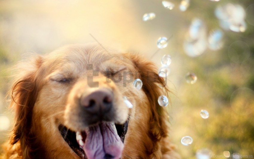 dog drop muzzle retriever squint wallpaper background best stock photos - Image ID 146966