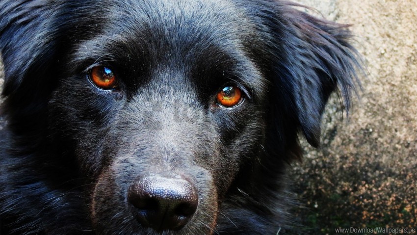 dog ears eyes muzzle wallpaper background best stock photos - Image ID 148495