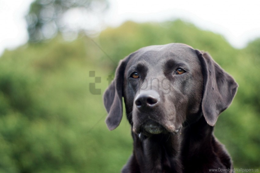 dog, ears, face, grass, labrador wallpaper background best stock photos@toppng.com