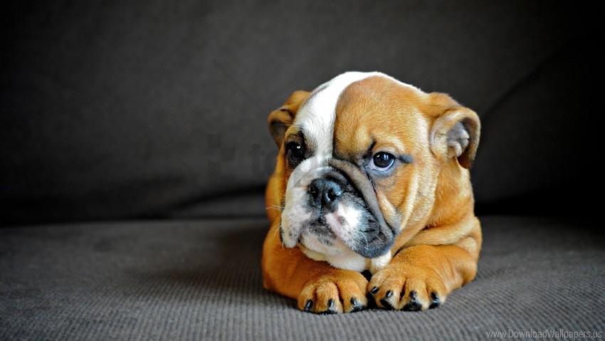 dog english bulldog eyes muzzle puppy wallpaper background best stock photos - Image ID 148356